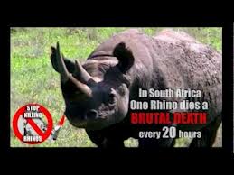 Dead South African rhino