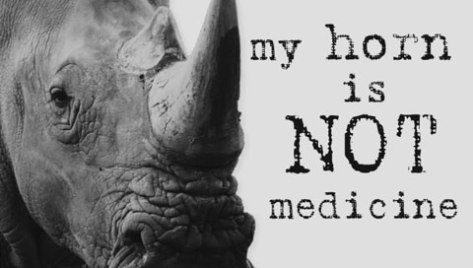 Rhino horn not medicine
